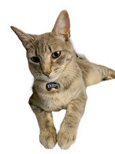 Size Custom Engraved Pet ID Tag with Name, Phone Number, and Address