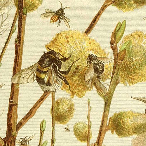 Honigbienen extrahieren Nektar aus Muschi Weidenzweigen in Frühlingsszenerie - Bild 2 von 5