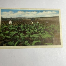  Postcard Tobacco Field In Dixie