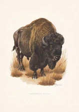 1960 AMERICAN BISON Print - Vintage Animal Wall Art Decor - 7.5 x 10.6 Inches