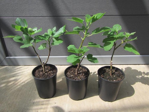 Ficus carica 'Madeleine des deux Saisons' - Feige bis -18°C Feigenbaum 20-40cm - Bild 2 von 2