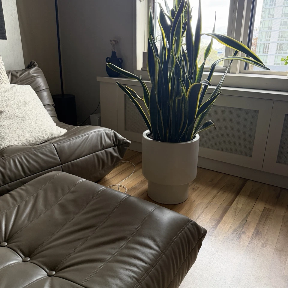 Planta de serpiente gigante en maceta de alabastro West Elm Bishop Foto 2 de 4