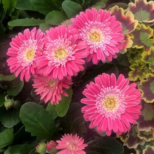 Gerbera Garvinea Sweet Memories Hardy Pink Bedding Pots 2L Plant