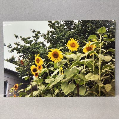 Found Color Photo Beautiful Sunflowers In Full Bloom 2002