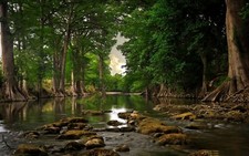 Landscape trees river roots forest water Custom Gaming Mat Desk