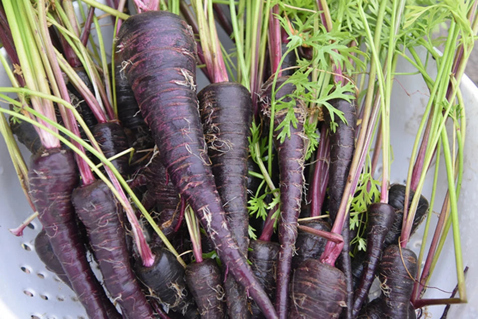 Black Nebula Carrot Seeds, NON-GMO, Deep Purple, Antioxidant, FREE SHIPPING - Image 2 of 2