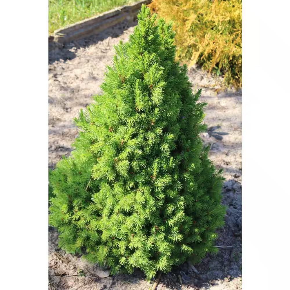 1 Gal. Dwarf Alberta Spruce Shrub Aromatic and Soft Evergreen Foliage, Almost No