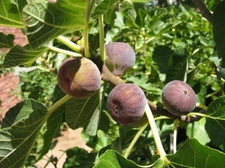 Fig tree cuttings, Italian 258, most delicious large fruits, 6 pieces !