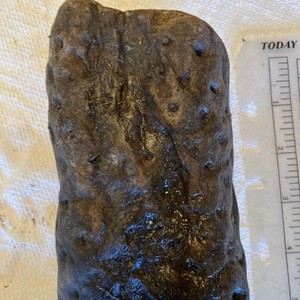 Stigmaria-Root Of Coal Age Lycopods- 280-350 Million Years Old