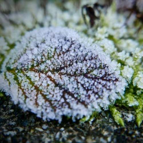 JACK FROST PEPPERMINT (type)-Fragrance Oil for Crafts=Candle, Soap, Lotion, Bath