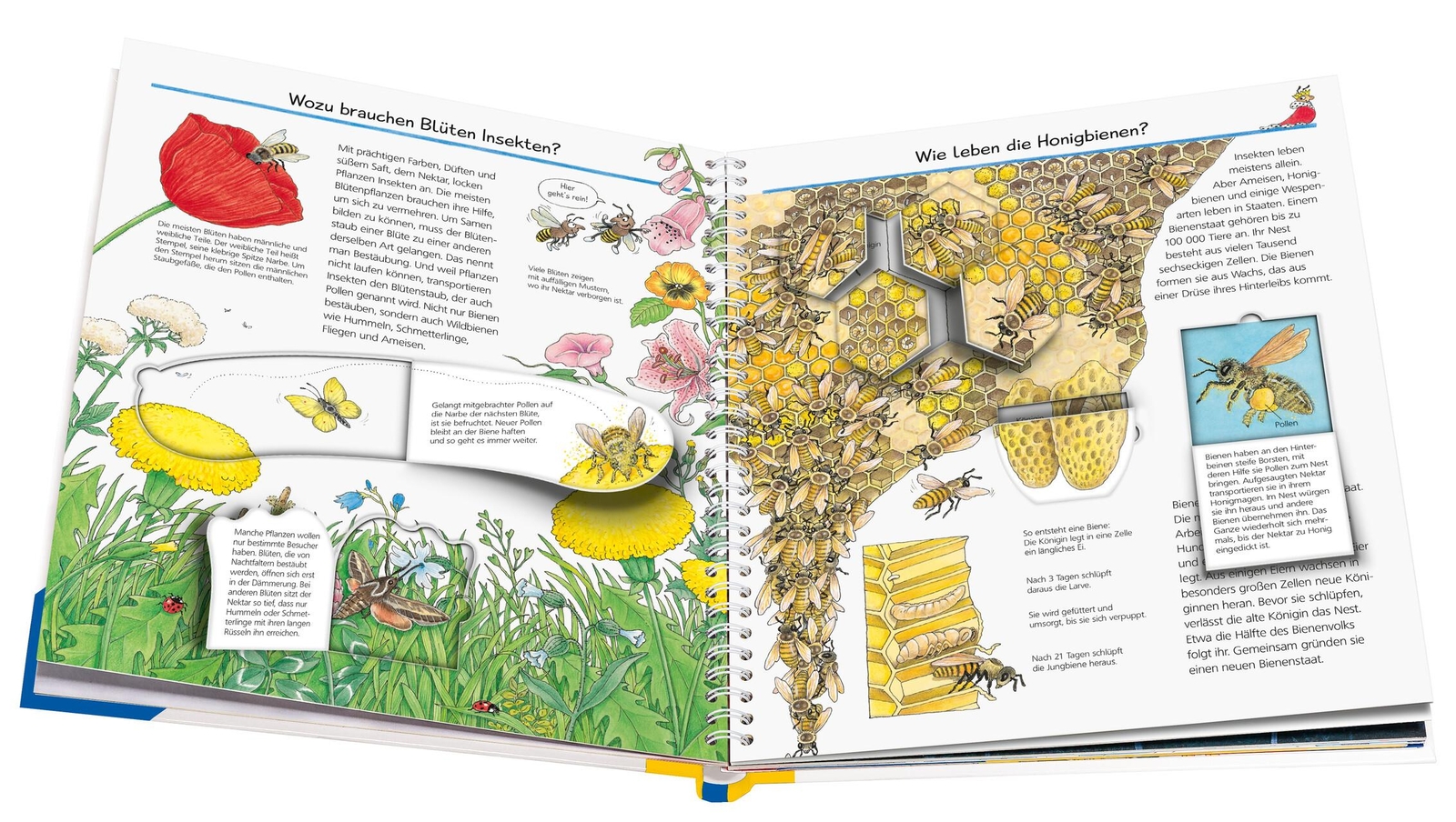 Thumbnail - Wieso? Weshalb? Warum?, Band 39: Wir Entdecken Insekten - An ...