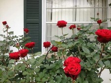 Don Juan Red Climbing Rose - Live Plant - (