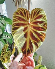 Pretty Imporyted Double Alocasia Orange Shade Flower Bulbs Pack Of 2 Bulbs