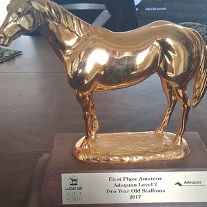 Aqha Trophy | eBay