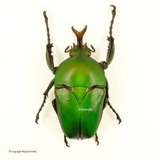 標本 Zaire Eudicella ducalis 47mm Eudicella for collectors | rare Cetoniidae
