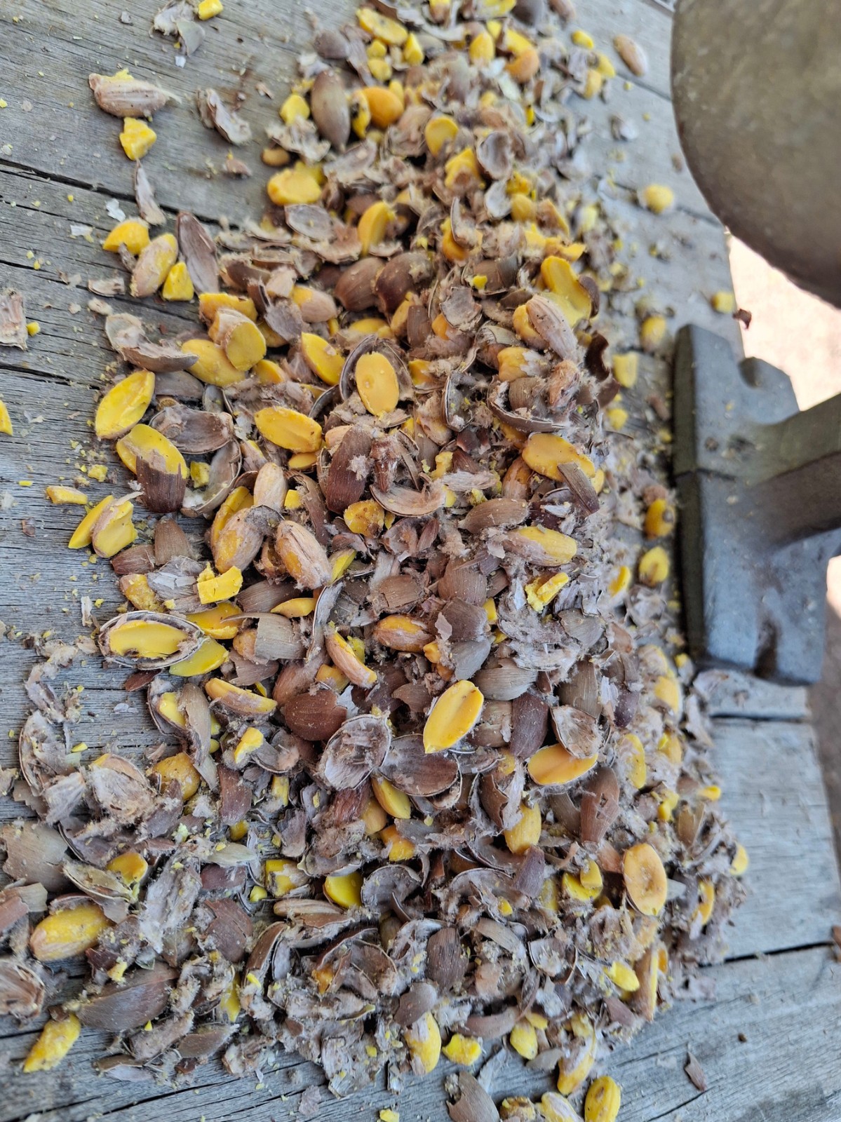 325 Grams Emory Oak Acorns / Bellotas  quercus Emoryi 2025  Hand Picked & Sorted