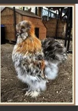 Calico Chocolate Mauve Silkie Show Girl Paint 3 Hatching Eggs Fancy PURE ❤️96L