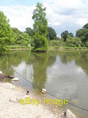 Photo 6x4 Small bird at waters edge within RHS Wisley  c2008