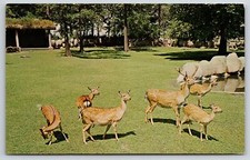 Animal~Formosan Sika Deer In Detroit Zoo~Vintage Postcard