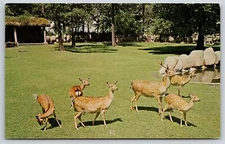 Animal~Formosan Sika Deer In Detroit Zoo~Vintage Postcard