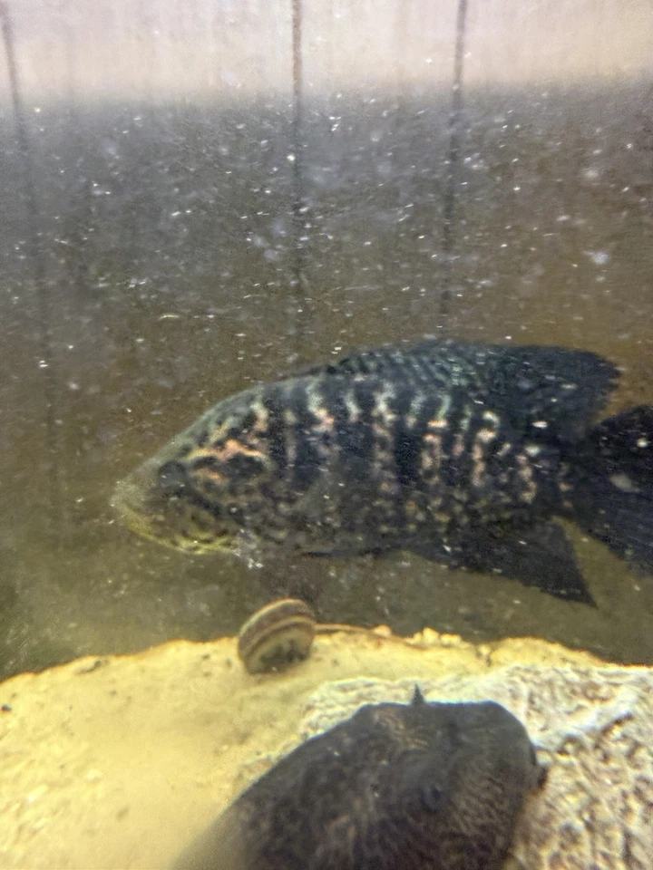 10 Inch Male Jagaur Cichlid wild TEXT FOT BEST PRICE !  - Image 4 of 4