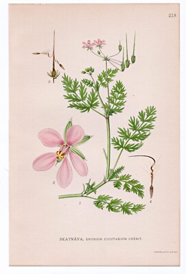 1926 Lindman Botanical Flower Print, Redstem Filaree, Redstem Stork's bill