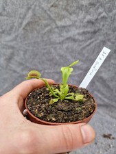 Dionaea muscipula "AF 7 Suspiria", piante carnivore, trappola per mosche di Venere