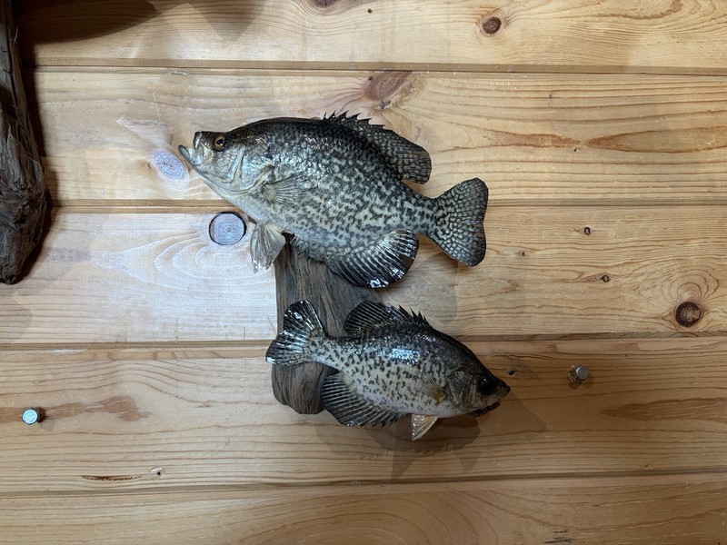 New Real Skin Pair Of Crappie Mount Taxidermy Wall Mount On Driftwood