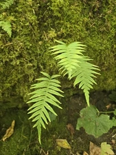 (2) Live Ferns Growing on Moss Covered Tree Bark/Terrarium Plant 