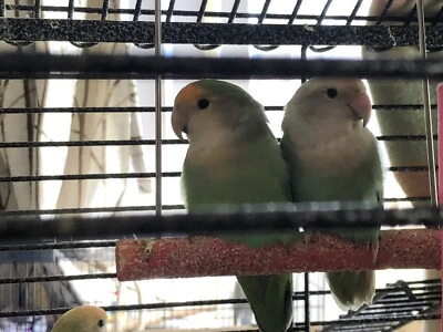 Love Birds To A Forever Loving Home Birds Gumtree Australia Adelaide City Adelaide Cbd 1256093749
