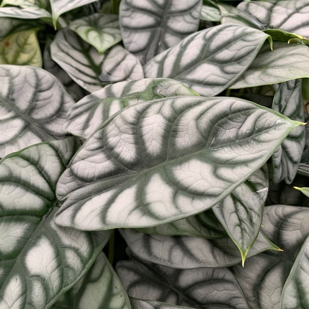 Silver Dragon Elephant Ear - Alocasia baginda - Live Plant