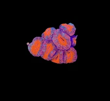 WYSIWYG Ultra Rainbow Acan Lord Live Coral Frag LPS SPS Reef Aquarium