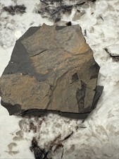 Kentucky Devonian Fish Fossil, New Albany Shale. 300+ Million Years Old🔥