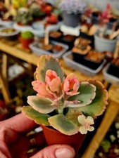 Kalanchoe Fedtschenkoi 'Lavender Scallops' | Variegated succulent in pot