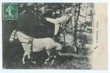 c 1910 Trick Stunt Riding Rider HORSE JOCKEY Farina photo postcard