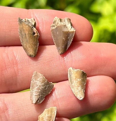 Rare Majungasaurus Premax Dinosaur Teeth Fossils LOT OF 5 Madagascar Theropod - Picture 8 of 9