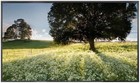 Lg Tv 4k 70