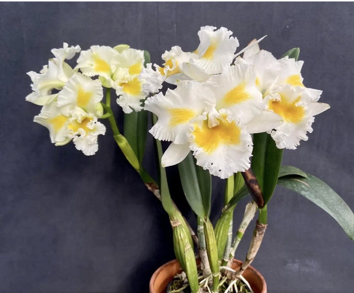 Lc Memoria Alice Mathews 'Orchid Alley' JC/AOS 2 New Growths BS