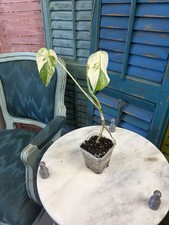 Monstera Deliciosa Albo Live Potted Houseplant Indoor 10-15 in