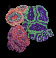 WYSIWYG 3-Pack Acan Coral Live Coral for Reef Saltwater Aquarium
