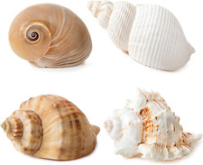 4 PCS Large Hermit Crab Shells 2 3.5Inch Natural Hermit Crab Shells 1 1.5Inch Op