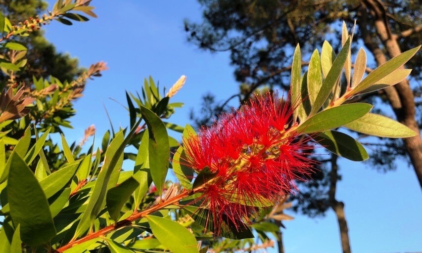 Zylinderputzer 1000 Sa Callistemon Pfeifenputzer Flaschenputzer