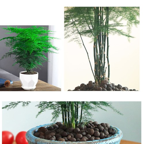 20x Asparagus Plumosus Indoor Plant Fern seeds - Picture 11 of 11