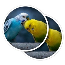 2x Vinyl Stickers Cute Budgie Couple Love Birds Parrot #52756