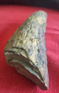Carboniferous Devonian Paliozoic Stigamra Pennsylvanian Virginia WISE  FORMATION