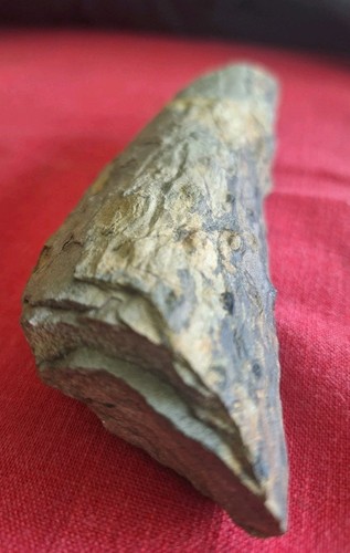 Carboniferous Devonian Paliozoic Stigmaria Pennsylvanian VA WISE  FORMATION