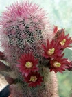 Echinocereus russanthus v.fiehnii L1074, seeds 20 pcs