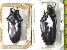 Carabidae, Carabus (Archiplectes) satyrus satyrus pair A1, NW. Georgia