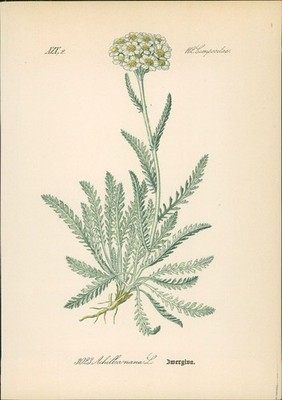 Chromolithographie : Zwergiva. Zwerg-Schafgarbe. Achillea nana L. Compositae. Sy