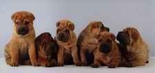 XXL-Postkarte: sechs Shar-Pei Welpen, niedliche Hunde
